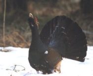 ���� �.�. ��������