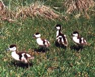 ����: �.�. ����������