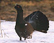 ���� �.�. ��������