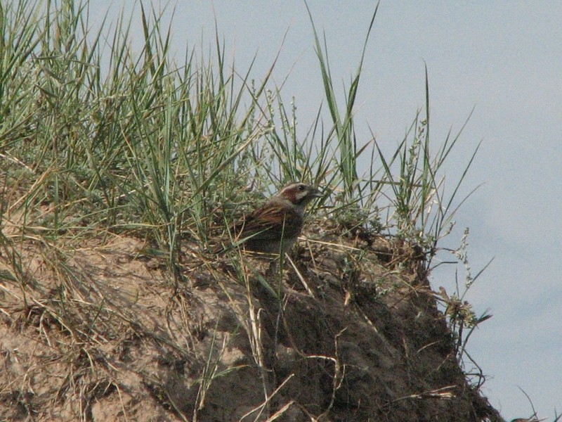 ���������� ������� (�����)