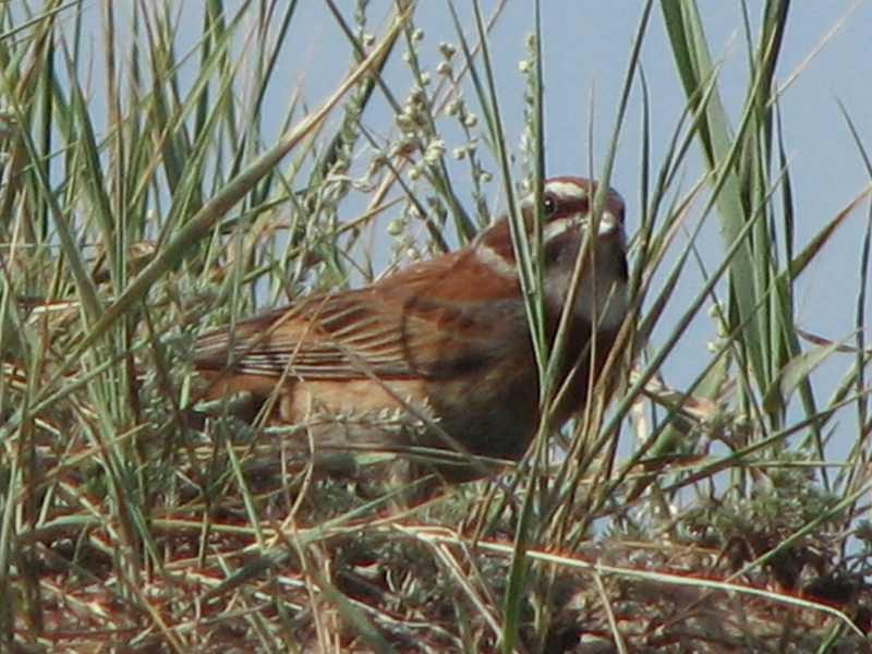 ���������� ������� (�����)