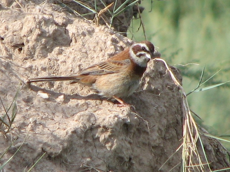 ���������� ������� (�����)