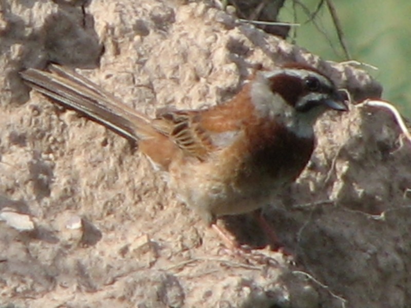 ���������� ������� (�����)