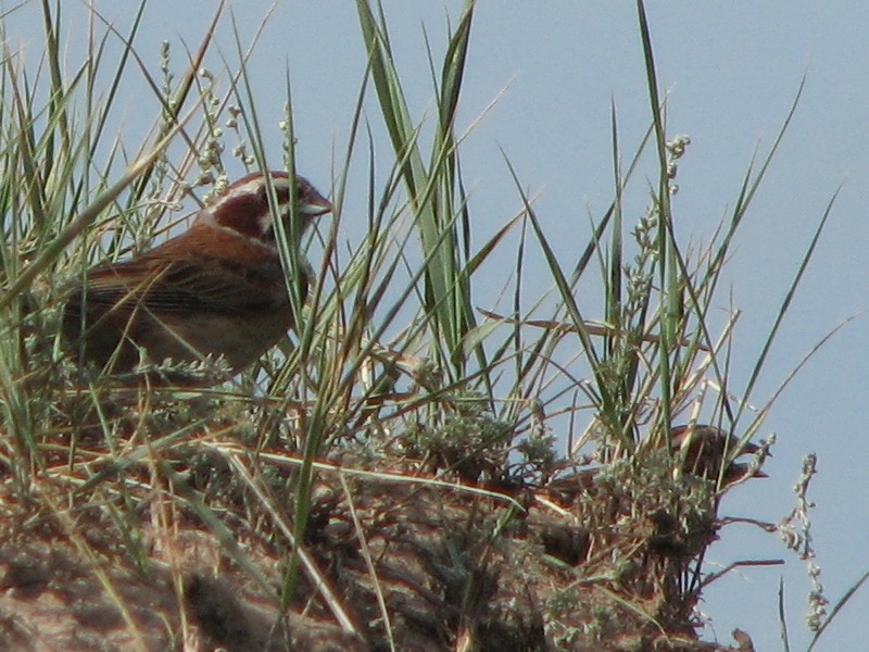 ���������� �������