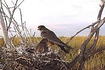 ���������