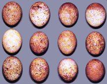 �������� ������� ���