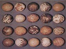 �������� ������� ���